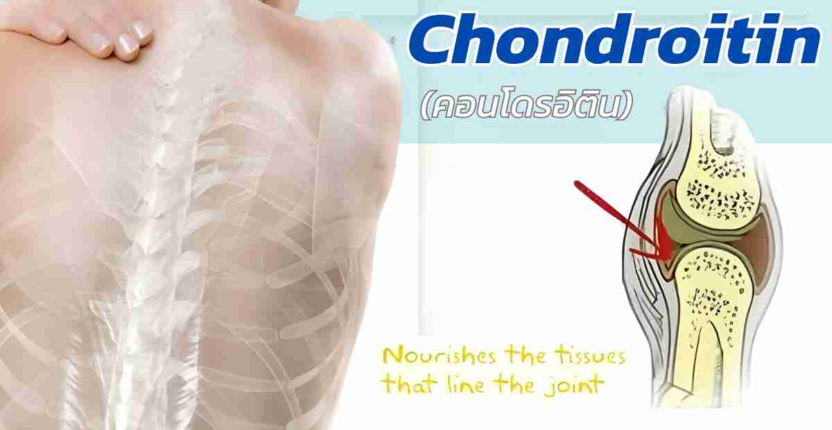 คอนโดรอิติน (Chondroitin)