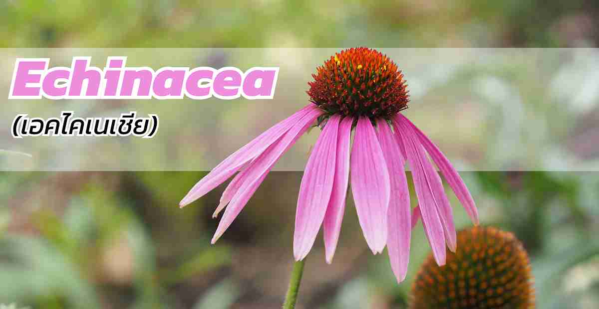 Echinacea (เอคไคเนเชีย) คืออะไร? สมุนไพรเสริมภูมิคุ้มกันและบรรเทาอาการหวัด