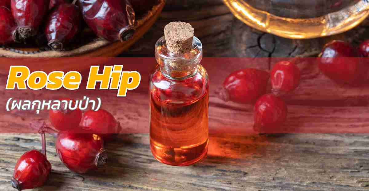 ผลกุหลาบป่า (Rose Hip)