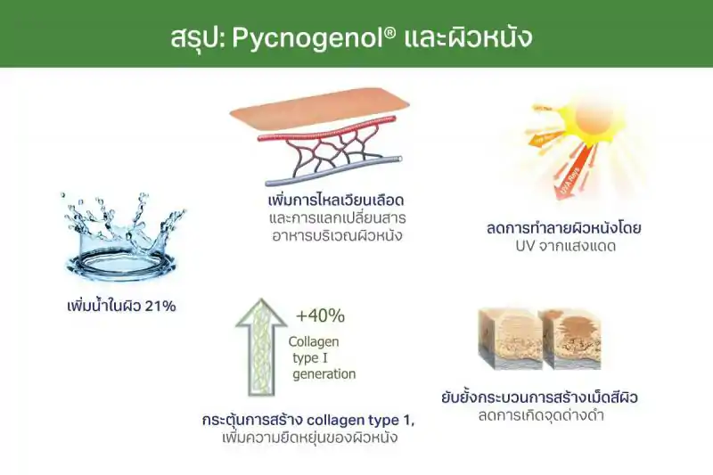 Pharma Nord Bio-Pycnogenol  ฟาร์มา นอร์ด พิกโนจีนอล 