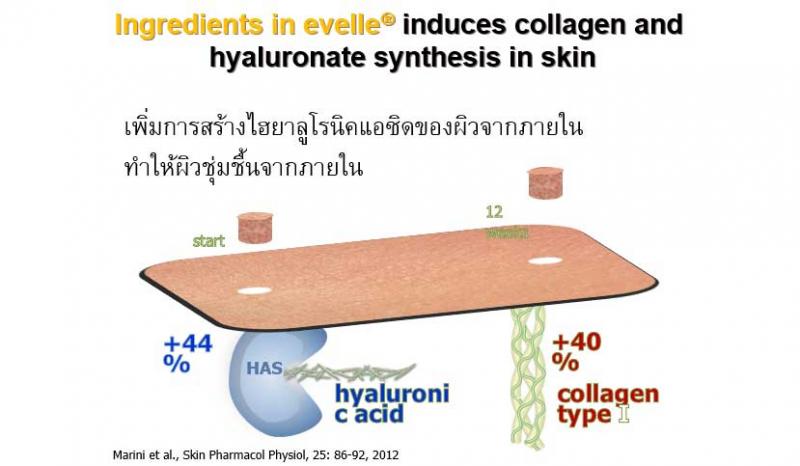 Pharma Nord Evelle ฟาร์มา นอร์ด เอเวอร์เรอ