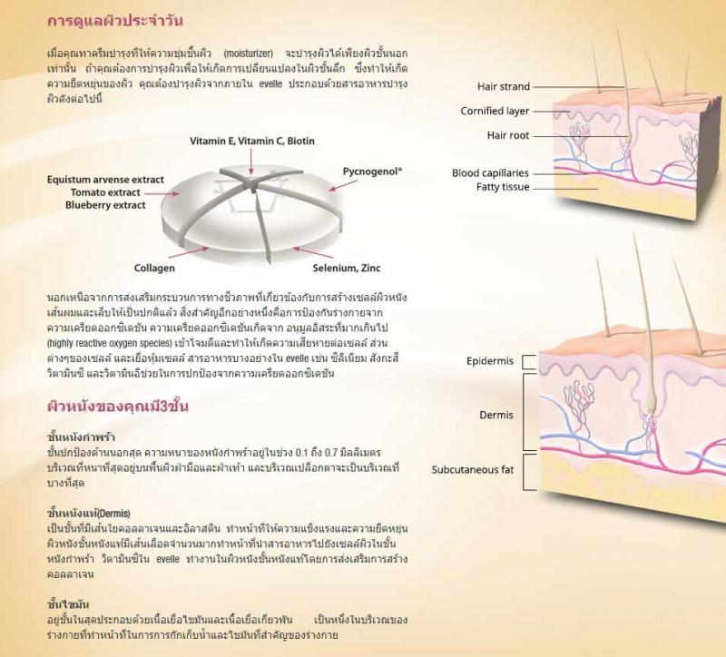 Pharma Nord Evelle ฟาร์มา นอร์ด เอเวอร์เรอ
