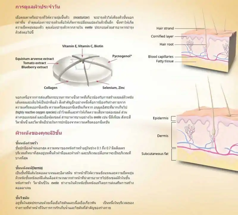 Pharma Nord Evelle ฟาร์มา นอร์ด เอเวอร์เรอ
