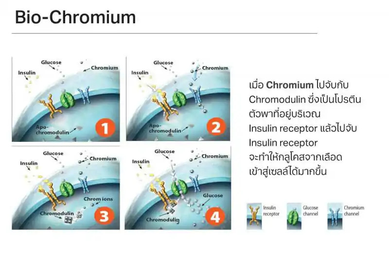 Pharma Nord Bio-Chromium  100mg 90 เม็ด ฟาร์มา นอร์ด โครเมียมยีสต์