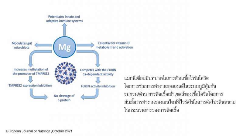 Pharma Nord Bio-Magnesium ฟาร์มา นอร์ด ไบโอ แมกนีเซียม