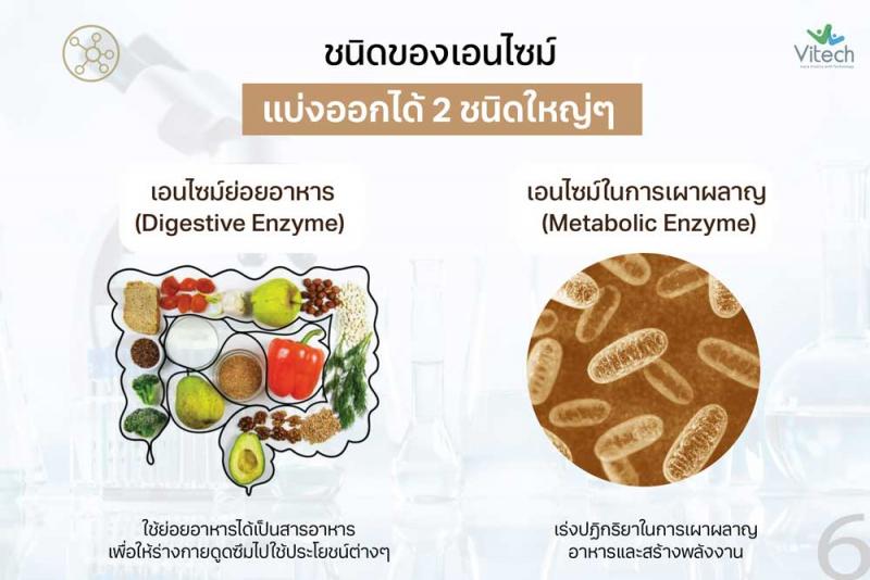 Vitech Zymetrix-N 30 เม็ด. ไวเทค ไซเมทิค-เอ็น
